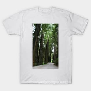 Redwood Trail - Crescent City, CA T-Shirt